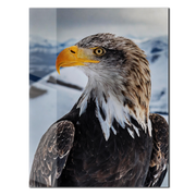 Majestic Eagle Portrait Glass Wall Art – Bold Nature-Inspired UV Print for Home & Office-KAFCD001