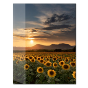Sunset Sunflower Field Glass Wall Art – Warm Nature Landscape UV Print-KAFCD032