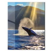Majestic Whale Breach UV Glass Wall Art – Ocean Wildlife Scene at Sunrise - KAFCD093
